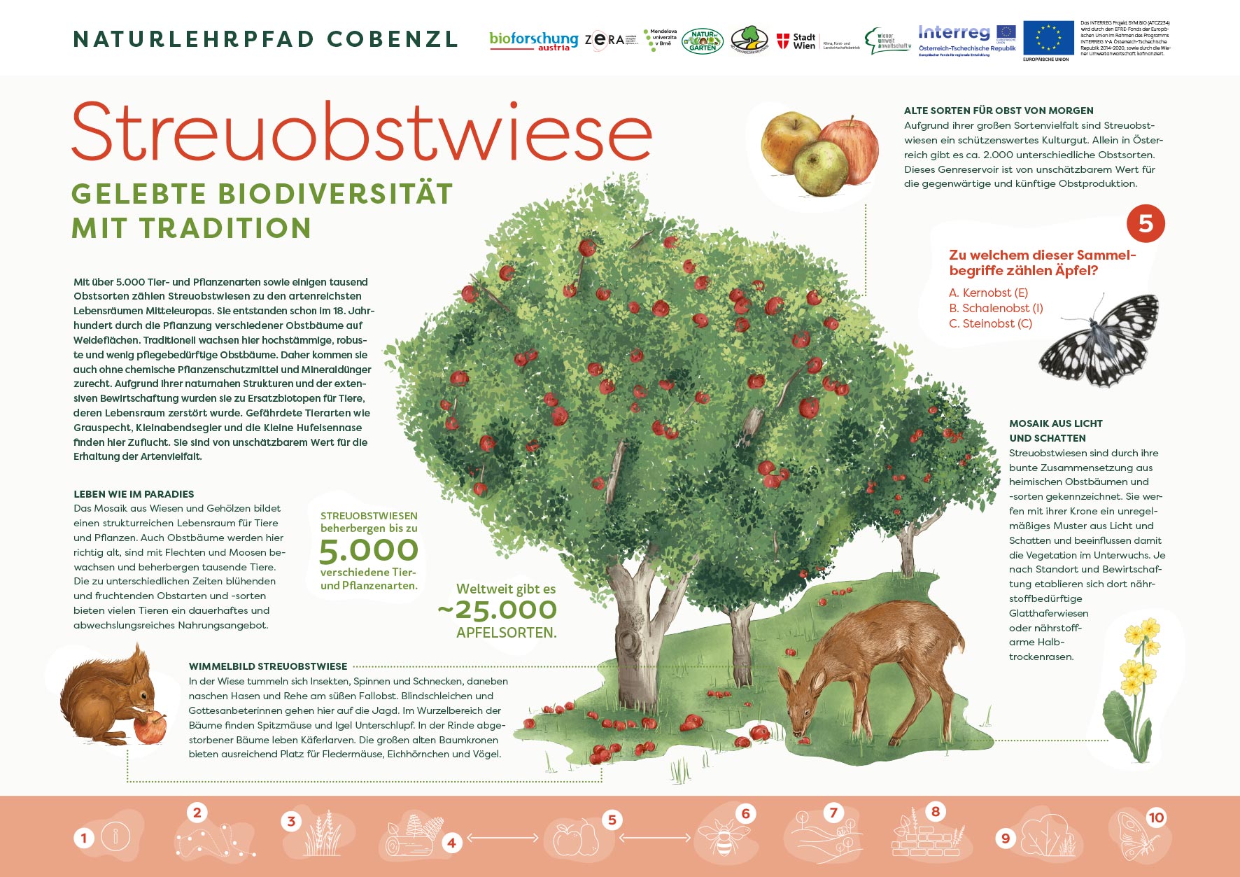05_streuobstwiese_illustration